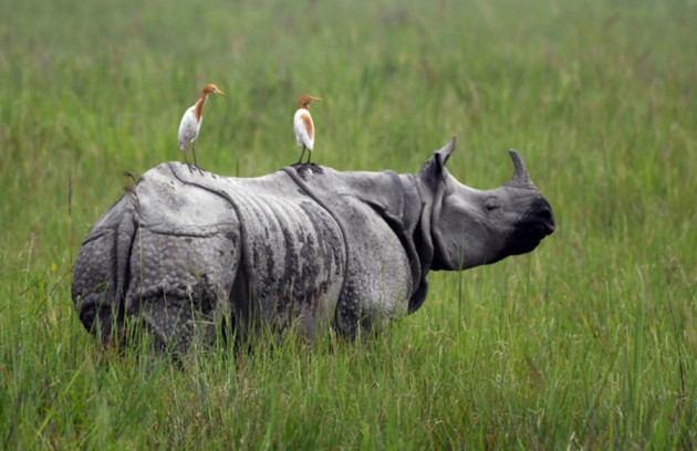 Chitwan