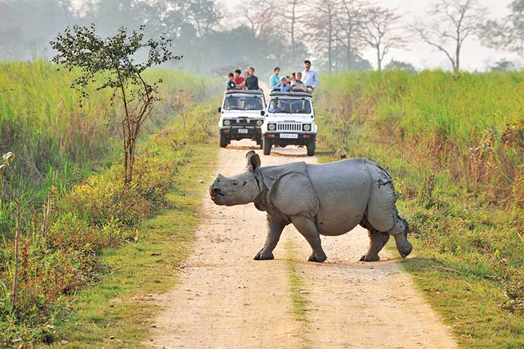 Trip Search Result Kaziranga National Park