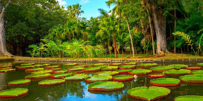 Trip Search Result Mauritius National Botanical Gardenepb0310