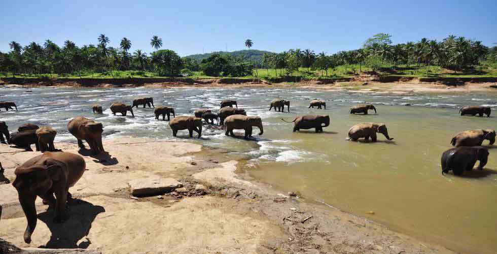 Pinnawala Elephant Orphanage