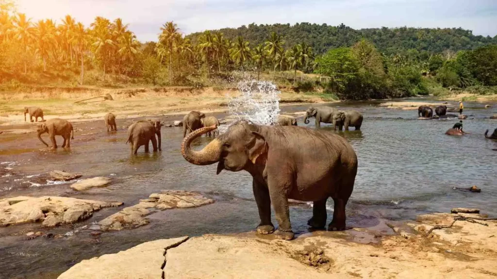PinnawalaelephantorphanageatSri Lanka 2 1 1024x576