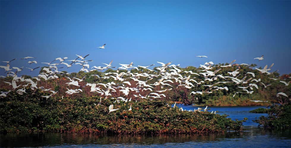 Trip Search Result Kumarkom Bird Sanctu 3q64b