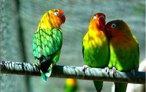 Trip Search Result Photo Casela Bird Park 1