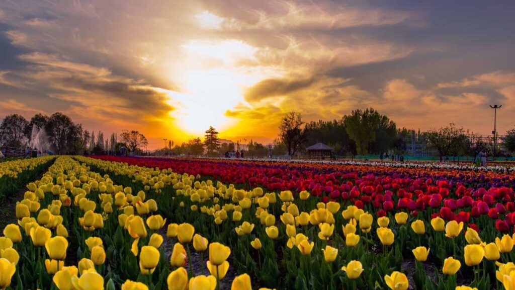 Trip Search Result Tulip 1 1024x576