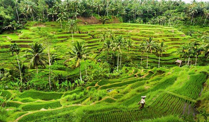Ubud 1